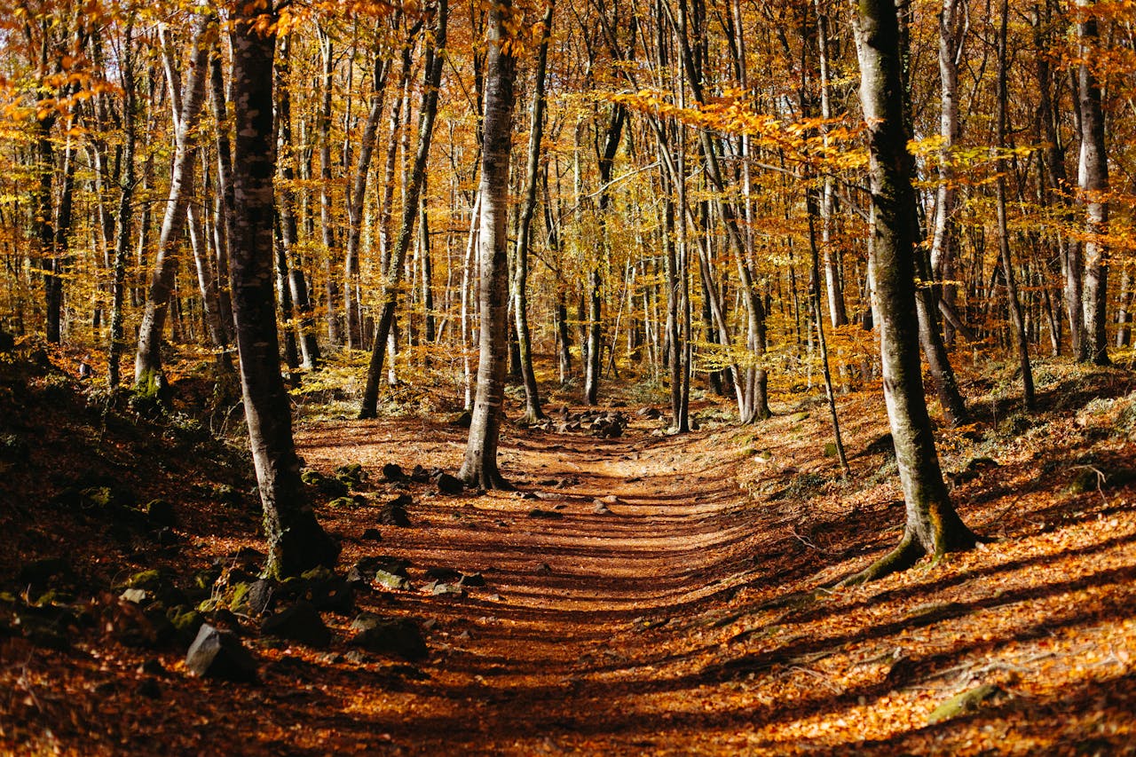 Foto de Juan Pablo Serrano : https://www.pexels.com/es-es/foto/madera-arboles-camino-hojas-22634982/